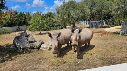 Με δύο ρινόκερους και δύο αρκούδες, εμπλουτίστηκε ο ζωολογικός της Πέγειας