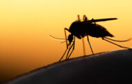 Αύξηση κινδύνου εξάπλωσης ασθενειών στην Ευρώπη με το τσίμπημα κουνουπιού