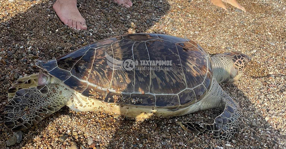 Πάφος: Νεκρή χελώνα στην Πόλη Χρυσοχούς - Φώτο