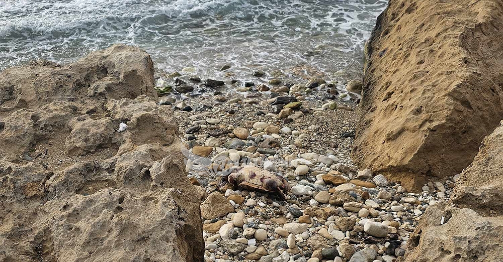 Πάφος: Νεκρή χελώνα στην παραλία της Χλώρακας - Φώτο