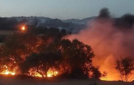 Πυρκαγιά στα όρια της Δρούσειας έθεσε υπό έλεγχο χθες βράδυ το Τμήμα Δασών