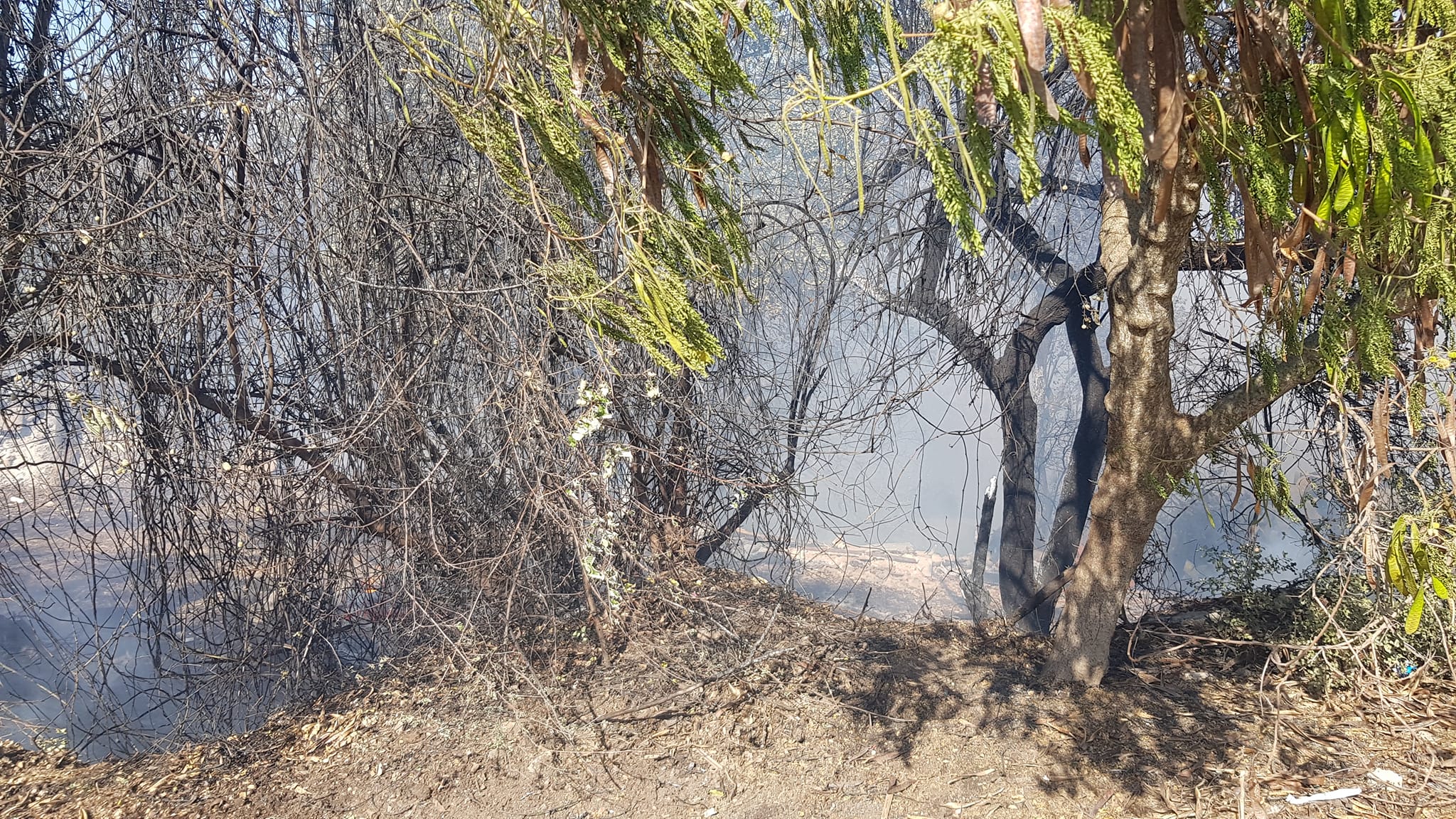 Πάφος: Υπό έλεγχο δασική πυρκαγιά στην Ίνεια