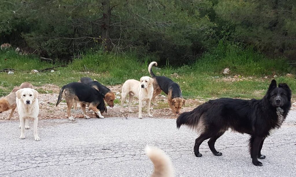 Ξεκινούν οι αιτήσεις για Χορηγία σε Οργανώσεις προστασίας ζώων