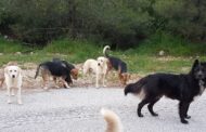 Το Κόμμα για τα Ζώα ζητά διερεύνηση του περιστατικού σκύλου σε κάδο απορριμμάτων