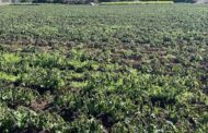 Κακοκαιρία: Προτεραιότητα η στήριξη των πληγέντων γεωργών, λέει ο ΓΔ Υπ. Γεωργίας