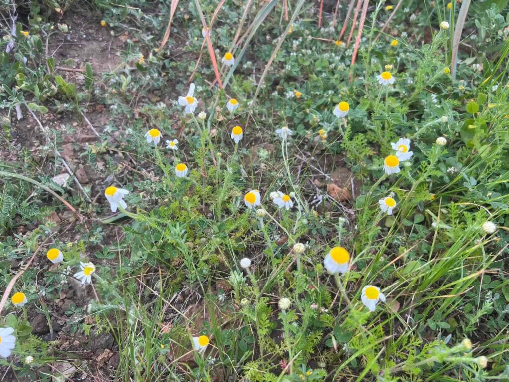 Εξακόσια πενήντα ιθαγενή φυτά στη χερσόνησο Ακάμα, λέει Λειτουργός Τμ. Δασών (ΦΩΤΟ)