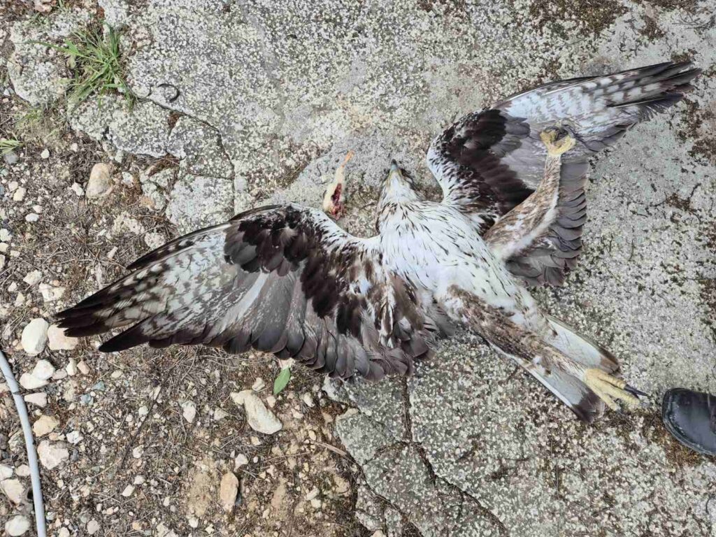 Μεσόγη: Θλίψη για τον θάνατο ενός Σπιζαετού από ένα πομπό GPS (ΦΩΤΟ)