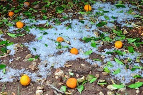 Καταστροφές σε καλλιέργειες από τη χαλαζόπτωση στην Πάφο