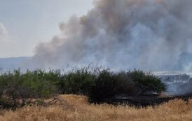 Υπό πλήρη έλεγχο δασική πυρκαγιά σε περιοχή της κοινότητας Φύτης