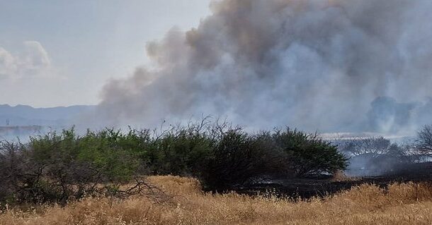 Υπό πλήρη έλεγχο δασική πυρκαγιά σε περιοχή της κοινότητας Φύτης