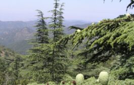 Απαγορεύεται η κατασκήνωση στα κρατικά δάση, υπενθυμίζει το Τμήμα Δασών