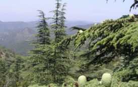 Απαγορεύεται η κατασκήνωση στα κρατικά δάση, υπενθυμίζει το Τμήμα Δασών