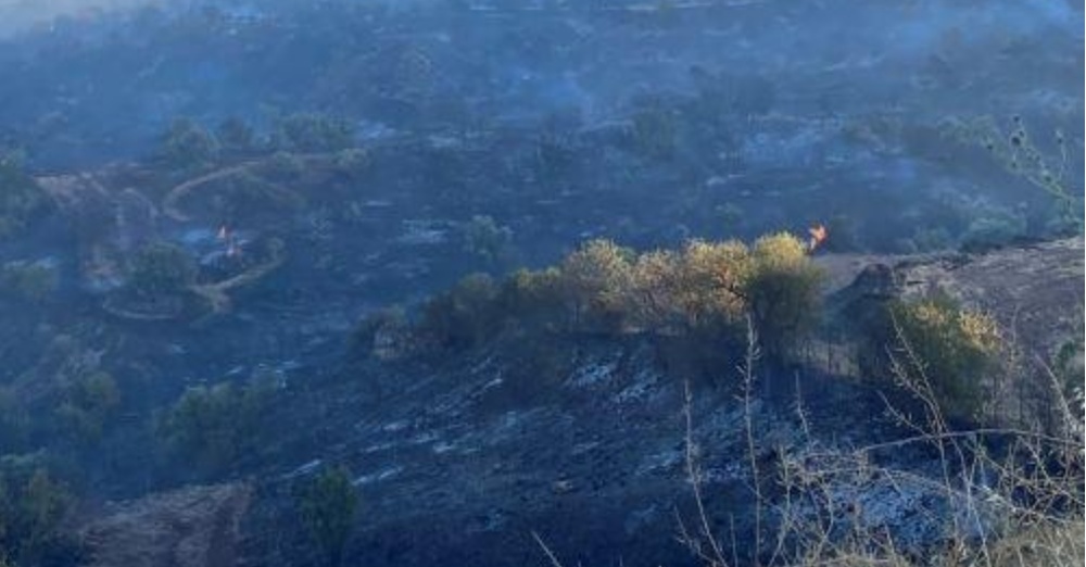 Κάηκαν αιωνόβιες ελιές στη Γαλαταριά, είπε ο κοινοτάρχης