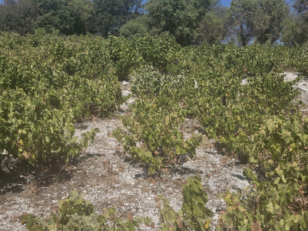 Λύνεται το πρόβλημα υδροδότησης της Πάφου και για το 2026 είπε ο ΓΔ Υπ. Γεωργίας