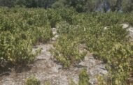 Λύνεται το πρόβλημα υδροδότησης της Πάφου και για το 2026 είπε ο ΓΔ Υπ. Γεωργίας