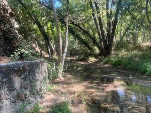 Υπό πλήρη έλεγχο δασική πυρκαγιά σε περιοχή της Τρεμιθούσας
