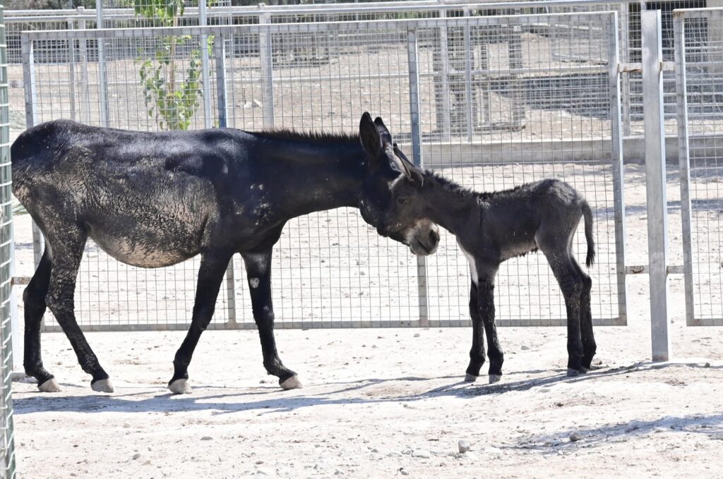 Γεννήθηκε ο Άρωνας