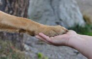 Πρωτοβουλία Κόμματος για τα Ζώα για το καταφύγιο Κάτω Παφου