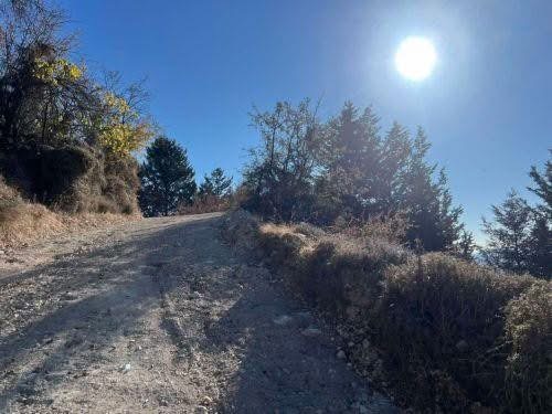 Κάηκαν 5 δεκάρια άγριας βλάστησης από πυρκαγιά στην Τάλα