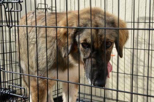 Αναστολή διατάγματος για καταφύγιο ζώων στην Πάφο ζητά το Κόμμα για τα Ζώα Κύπρου