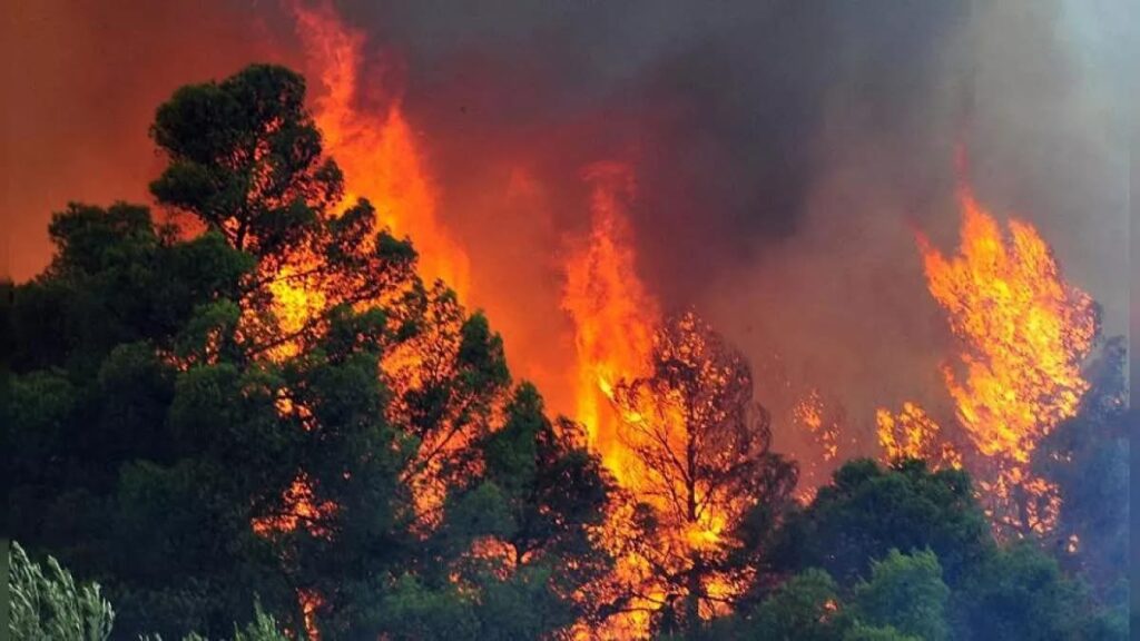 Υπό έλεγχο φωτιά στην Τραχυπέδουλα που κατέκαψε άγρια βλάστηση και αριθμό δέντρων