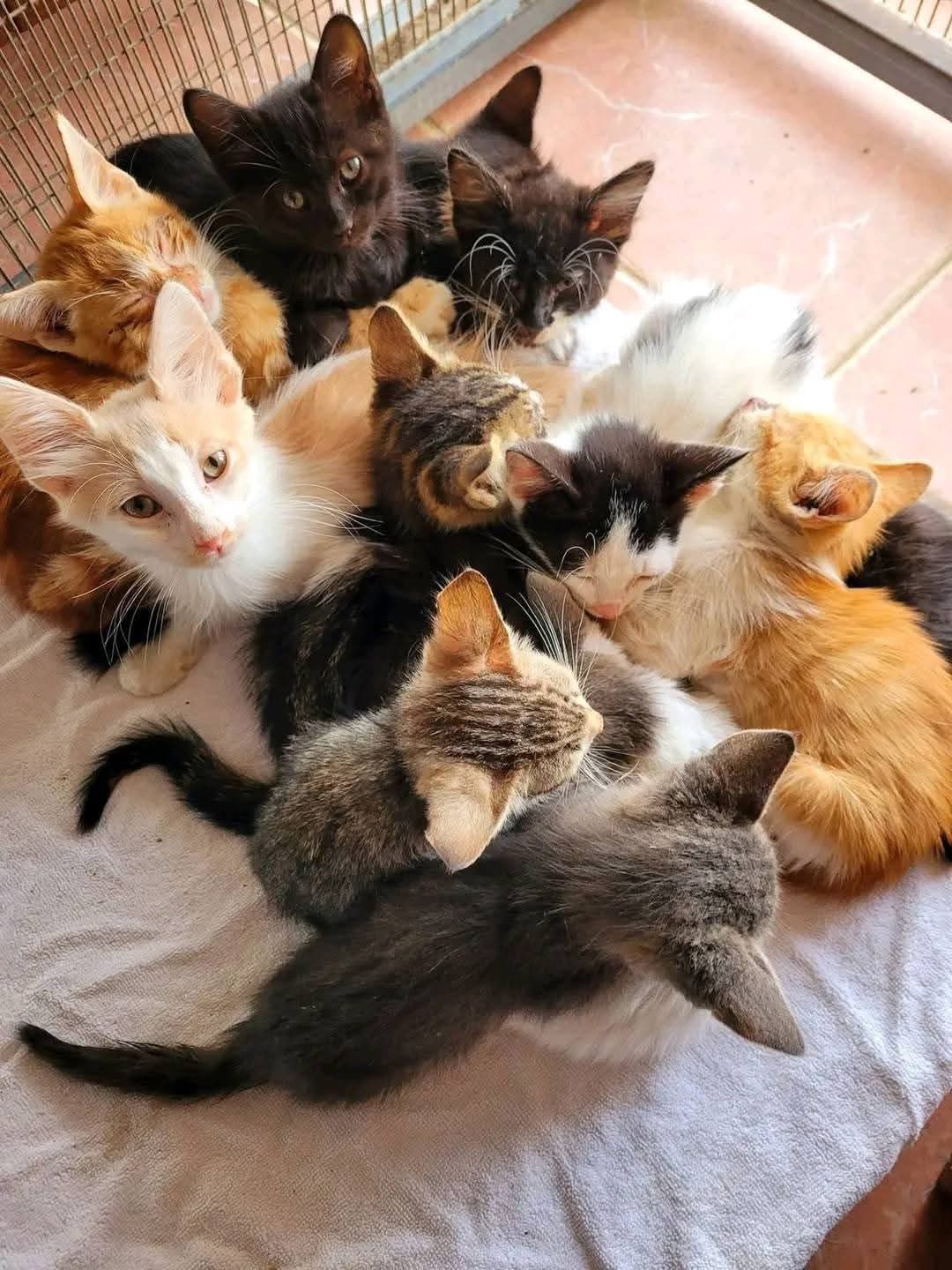 Η Α. Θεοδοσίου θα συναντηθεί με Δ. Ιεροκηπίας για το καταφύγιο στην Πάφο