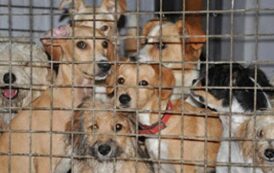 Κινδυνεύουν να μείνουν χωρίς στέγη 2.000 ζώα λέει η υπεύθυνη του Καταφυγίου Ζώων Πάφου