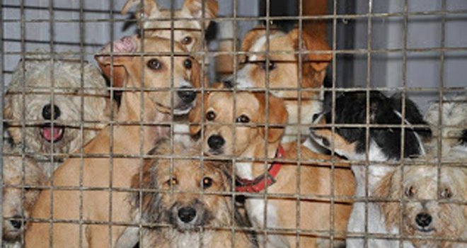 Κινδυνεύουν να μείνουν χωρίς στέγη 2.000 ζώα λέει η υπεύθυνη του Καταφυγίου Ζώων Πάφου