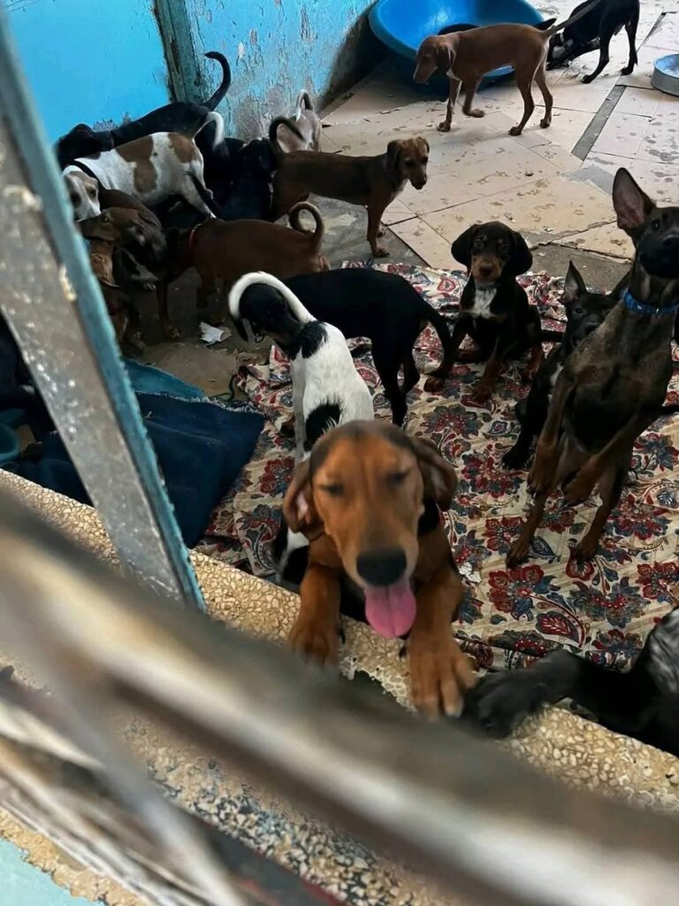 Το Κίνημα Άλμα - Πολίτες για την Κύπρο για το καταφύγιο ζώων στην Πάφο
