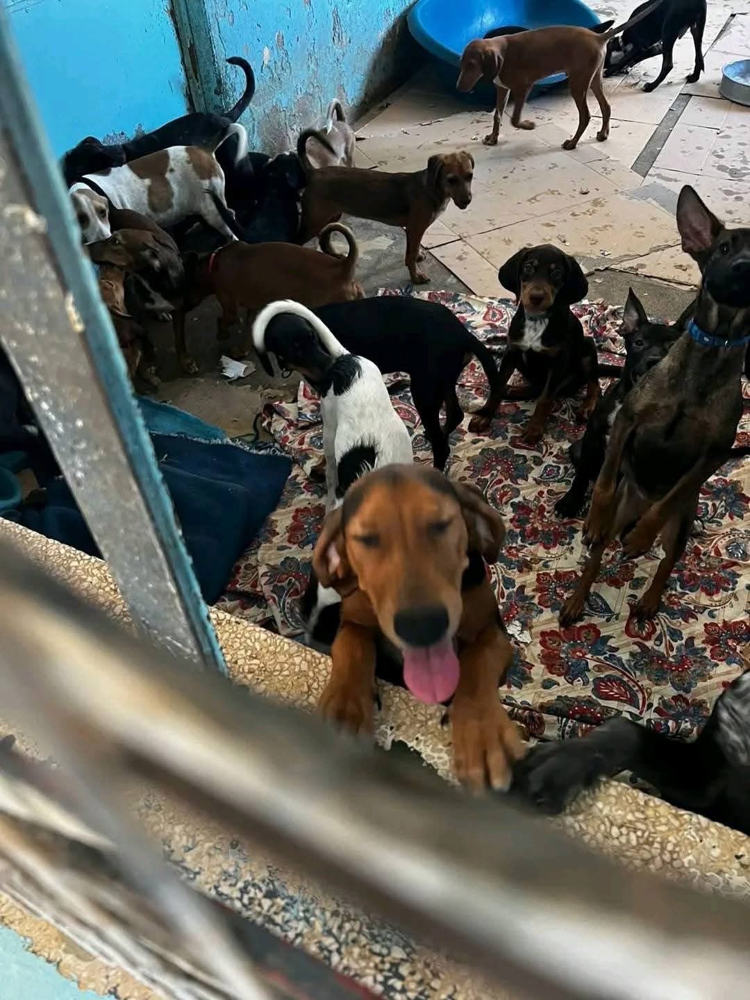 Το Κίνημα Άλμα - Πολίτες για την Κύπρο για το καταφύγιο ζώων στην Πάφο