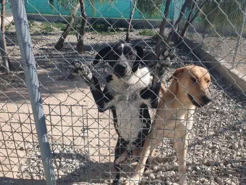 Η διαχείριση αδέσποτων σκύλων σε συνάντηση Επ. Περιβάλλοντος με ΕΟΑ Λευκωσίας