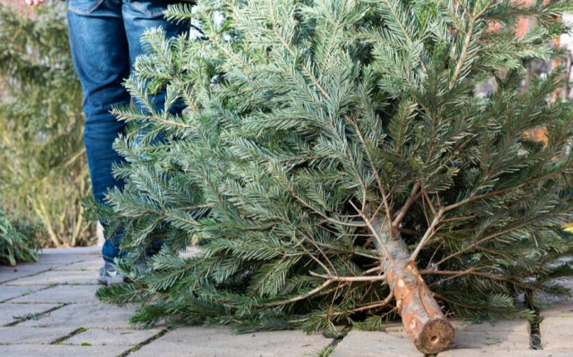 Πώληση χριστουγεννιάτικων δέντρων από το Τμήμα Δασών