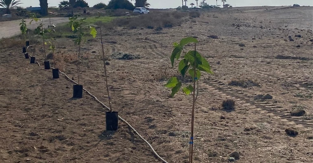 ΕΤΑΠ : Προσφορά δενδρυλίων στο Κ.Σ.Μανδριών