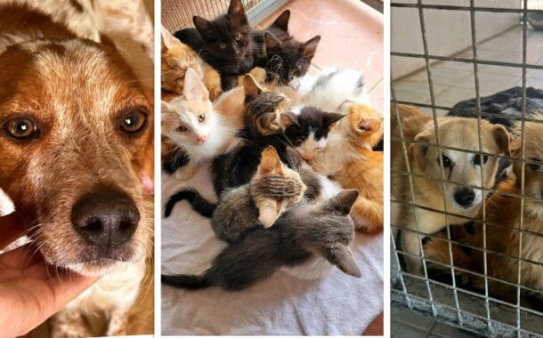 Κίνδυνος λουκέτου για το Καταφύγιο Ζώων Πάφου – Οι ιδιοκτήτες ζητούν πίσω τη γη