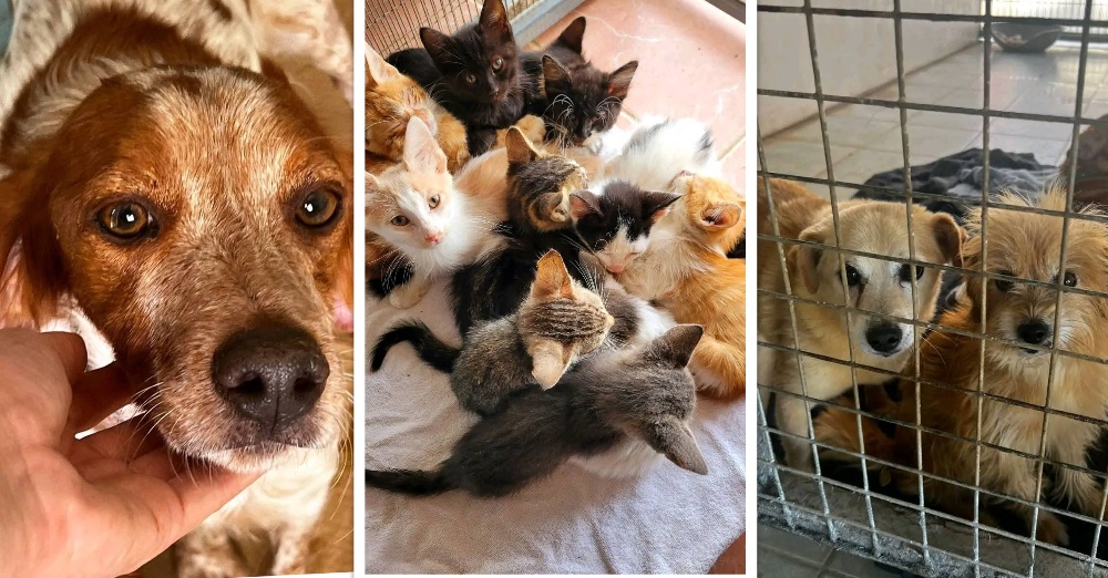 Ανησυχία εθελοντών του Καταφυγίου Ζώων Πάφου για την απομάκρυνση 2.000 ζώων