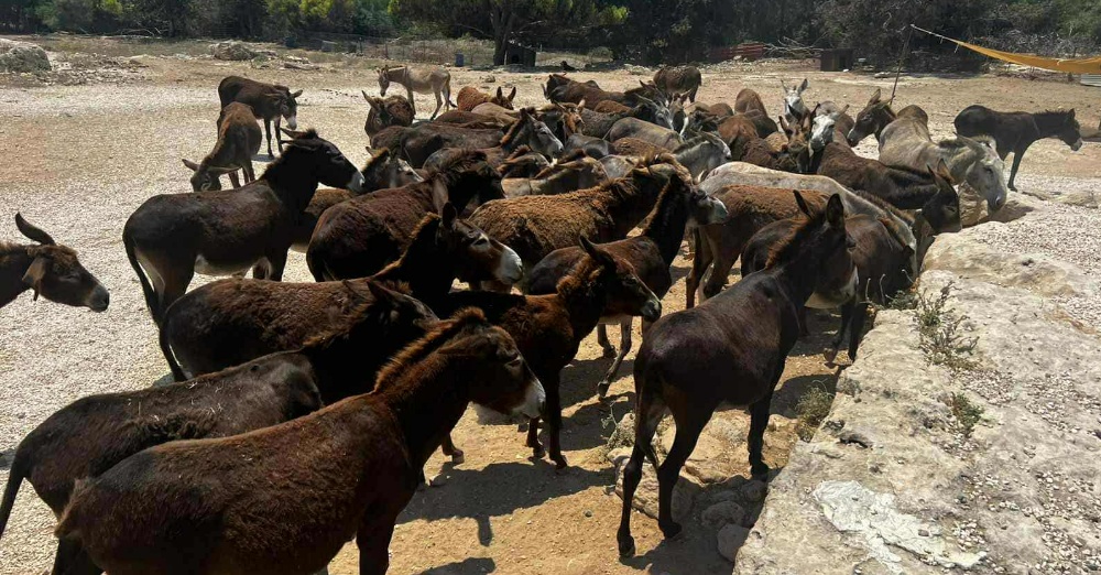 Αντιδράσεις από εθελοντές του Καταφυγίου Ζώων Πάφου για την απομάκρυνση περίπου 2.000 ζώων από τη φροντίδα τους