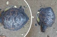 Νεκρή χελώνα στην Τίμη