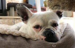 Χάθηκε η ΒΑΒΕ – Βοηθήστε να την βρούμε