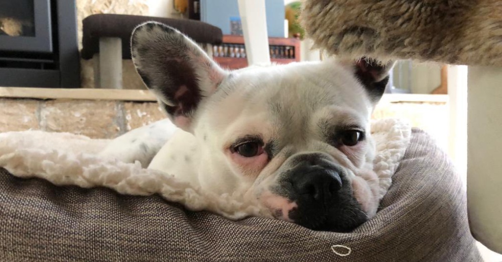 Χάθηκε η ΒΑΒΕ – Βοηθήστε να την βρούμε