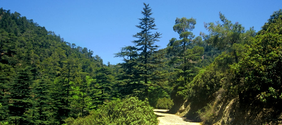 Πολύτιμο κομμάτι της κυπριακής κληρονομιάς ο Κέδρος