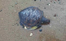 Πειθαρχική έρευνα από Σύμπλεγμα Κοινοτήτων Δυτικής Πάφου για περιστατικό με χελώνα