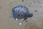 Παρέμβαση Περιβαλλοντικού Ομίλου Χλώρακας για το περιστατικό με τη χελώνα