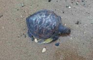 Παρέμβαση Περιβαλλοντικού Ομίλου Χλώρακας για το περιστατικό με τη χελώνα