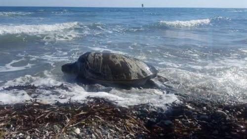 Αυστηροποίηση προνοιών νομοθεσίας ζητά η Επ.Περιβάλλοντος μετά το περιστατικό κακομεταχείρισης νεκρής χελώνας
