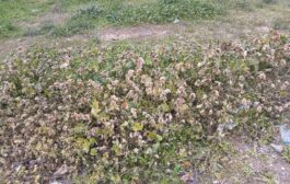 Ανησυχία Προέδρου του Περιβαλλοντικού Πολιτιστικού Ομίλου Χλώρακας για τους ψεκασμούς στην Πάφο