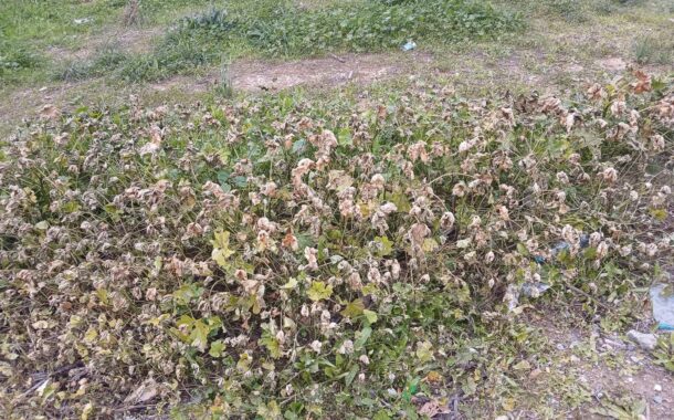 Ανησυχία Προέδρου του Περιβαλλοντικού Πολιτιστικού Ομίλου Χλώρακας για τους ψεκασμούς στην Πάφο