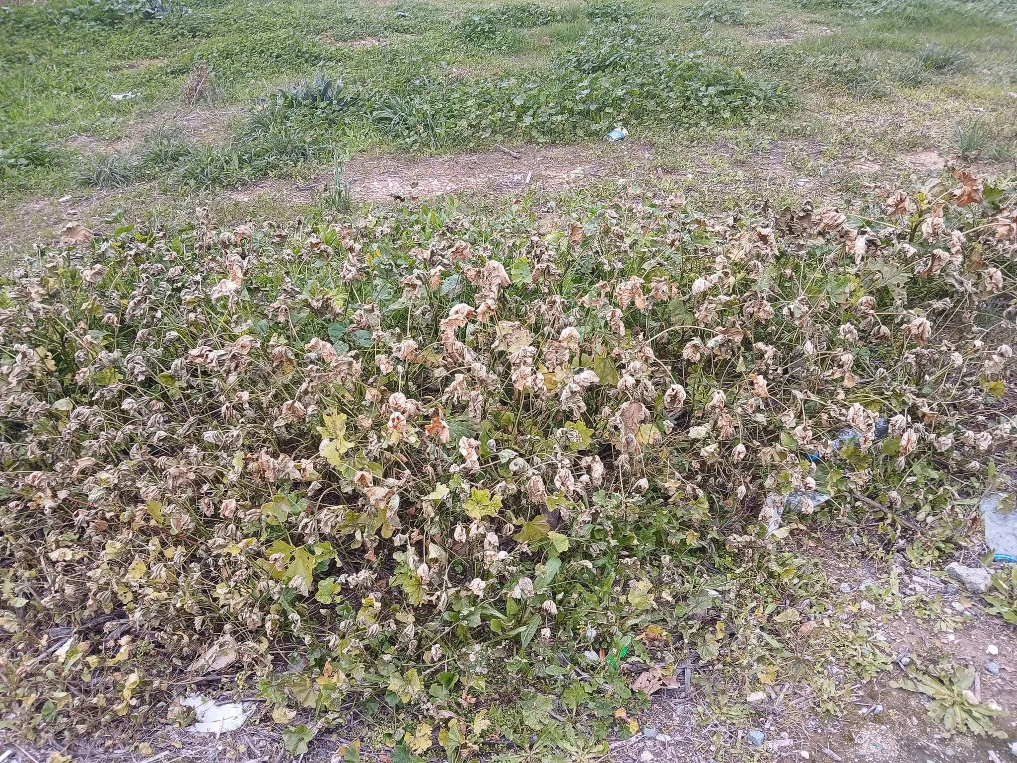 Ανησυχία Προέδρου του Περιβαλλοντικού Πολιτιστικού Ομίλου Χλώρακας για τους ψεκασμούς στην Πάφο