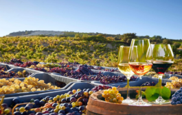 Αυξάνεται το ενδιαφέρον για το κρασί και μαζί του η αναγνώριση των 160 οινοχόων στην Κύπρο