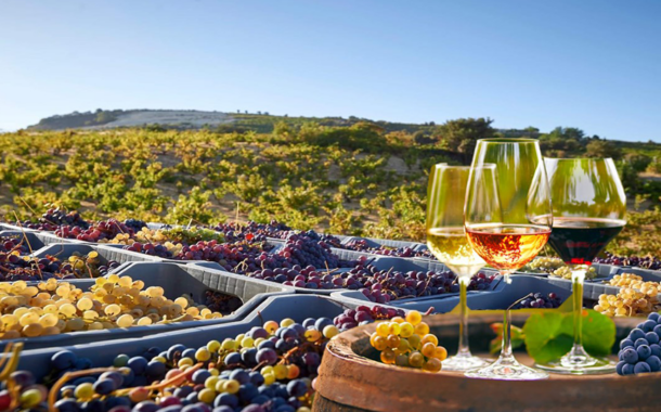 Αυξάνεται το ενδιαφέρον για το κρασί και μαζί του η αναγνώριση των 160 οινοχόων στην Κύπρο