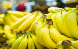 Αγωνία παραγωγών για το μέλλον της μπανανοκαλλιέργειας στην Πάφο